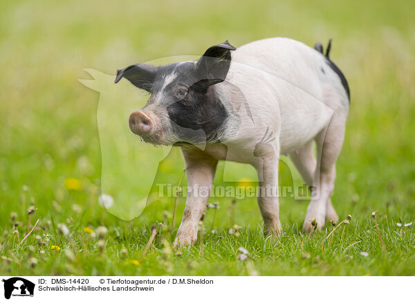 Schwbisch-Hllisches Landschwein / Swabian-Hall swine / DMS-14420