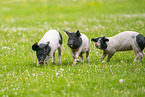 Schwbisch-Hllisches Landschwein