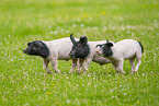 Schwbisch-Hllisches Landschwein