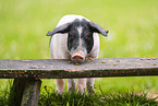 Schwbisch-Hllisches Landschwein
