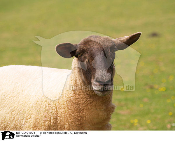 Schwarzkopfschaf / sheep / CD-01024