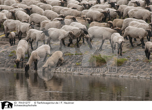 Schwarzkopfschafe / Blackface Sheeps / FH-01277