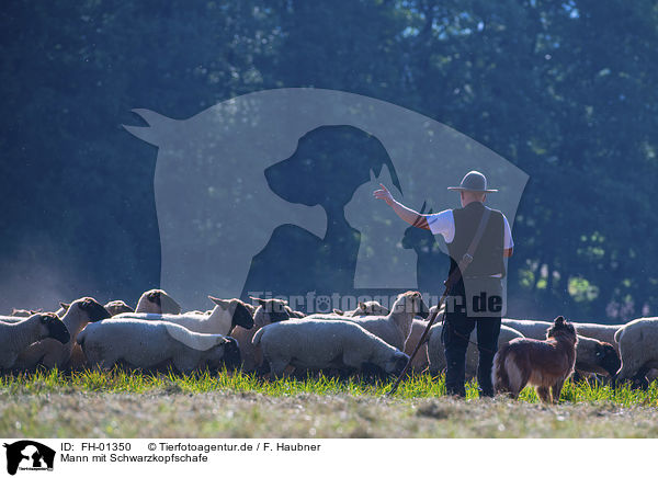 Mann mit Schwarzkopfschafe / man with Blackface Sheeps / FH-01350