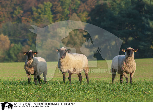 stehende Schwarzkopfschafe / standing Blackface Sheeps / FH-01459