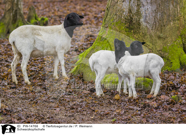 Schwarzkopfschafe / Blackface Sheeps / PW-14768