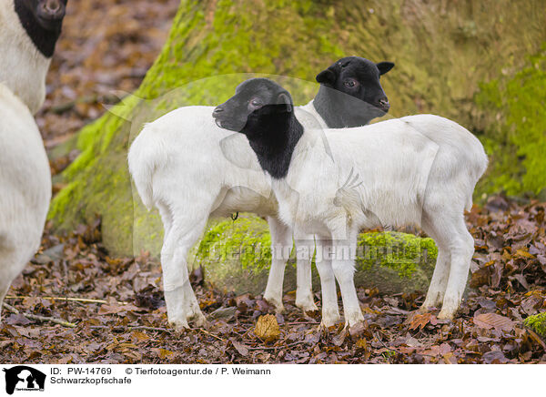Schwarzkopfschafe / Blackface Sheeps / PW-14769