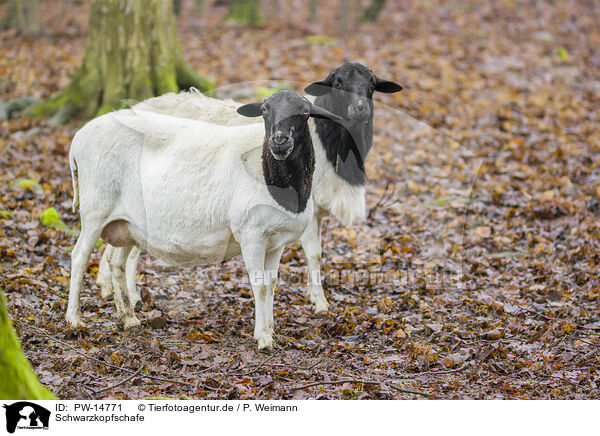 Schwarzkopfschafe / Blackface Sheeps / PW-14771