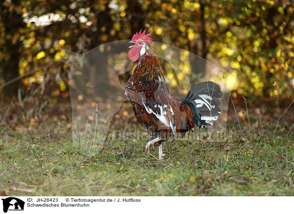 Schwedisches Blumenhuhn / Swedish Flower Chicken / JH-26423