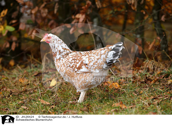 Schwedisches Blumenhuhn / JH-26424