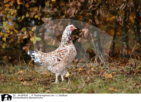 Schwedisches Blumenhuhn / Swedish Flower Chicken / JH-26426