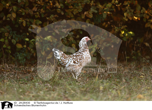 Schwedisches Blumenhuhn / Swedish Flower Chicken / JH-26430