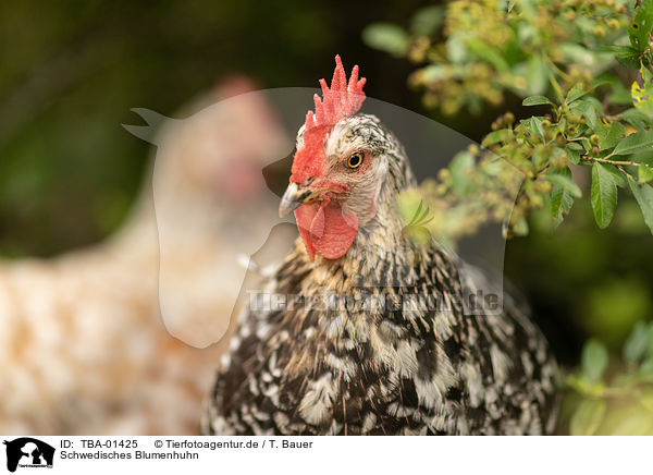 Schwedisches Blumenhuhn / Swedish Flower Hen / TBA-01425