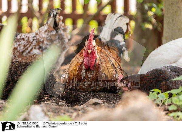 Schwedische Blumenhhner / Swedish Flower Hens / TBA-01500