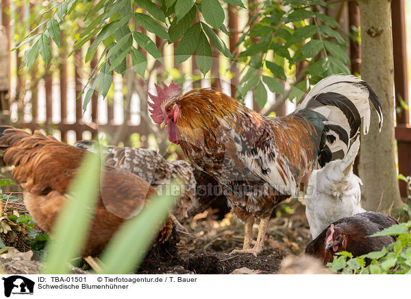 Schwedische Blumenhhner / Swedish Flower Hens / TBA-01501