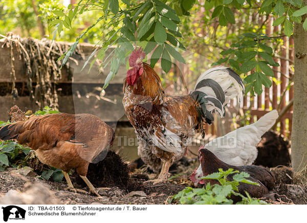 Schwedische Blumenhhner / Swedish Flower Hens / TBA-01503