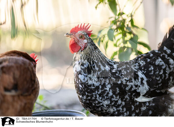 Schwedisches Blumenhuhn / TBA-01764