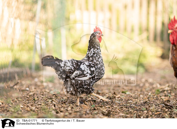 Schwedisches Blumenhuhn / TBA-01771