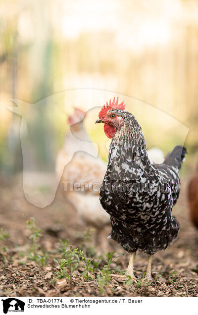 Schwedisches Blumenhuhn / Swedish Flower Chicken / TBA-01774