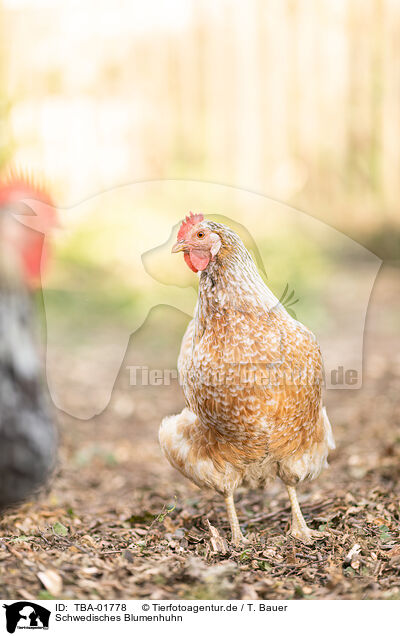 Schwedisches Blumenhuhn / TBA-01778