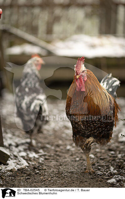 Schwedisches Blumenhuhn / Swedish Flower Hen / TBA-02545