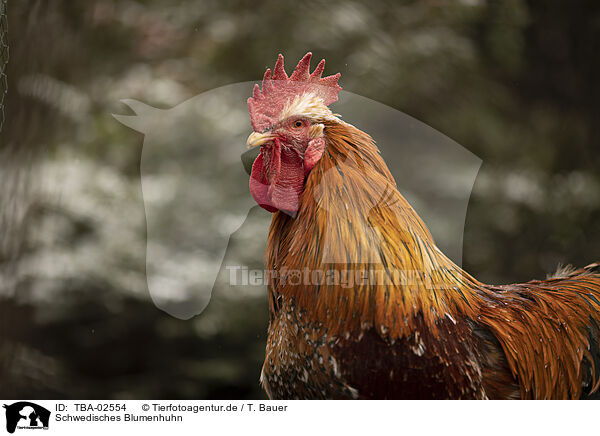 Schwedisches Blumenhuhn / Swedish Flower Hen / TBA-02554