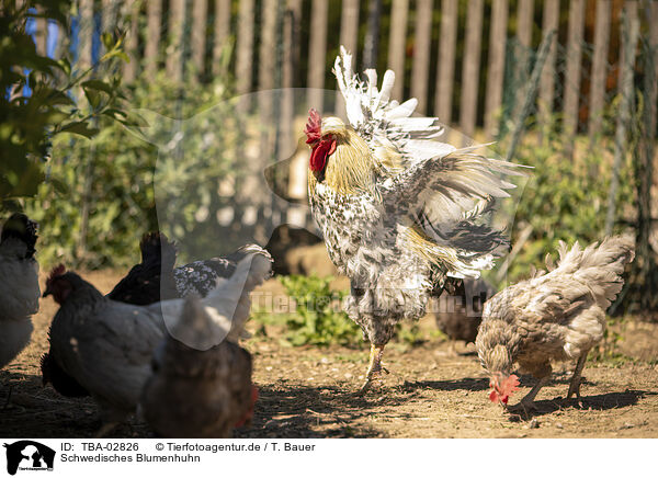Schwedisches Blumenhuhn / Swedish Flower Hen / TBA-02826