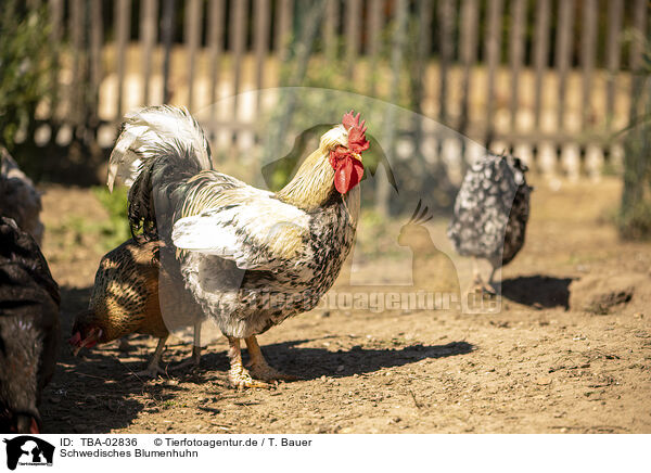 Schwedisches Blumenhuhn / TBA-02836