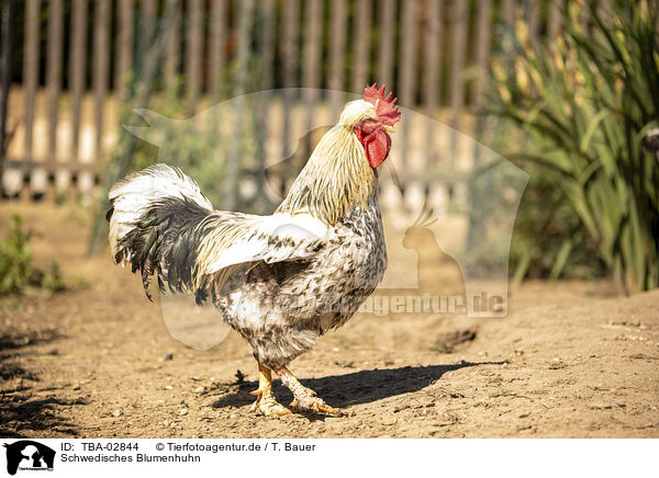 Schwedisches Blumenhuhn / Swedish Flower Hen / TBA-02844