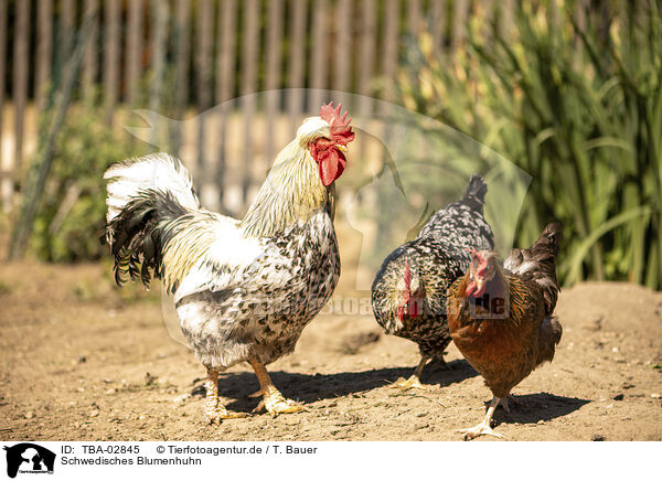 Schwedisches Blumenhuhn / TBA-02845