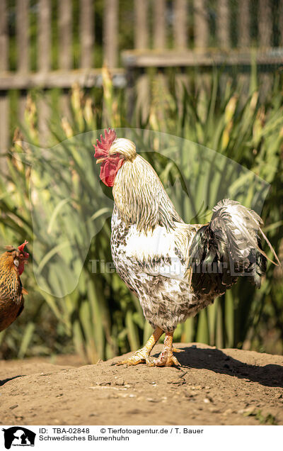 Schwedisches Blumenhuhn / Swedish Flower Hen / TBA-02848