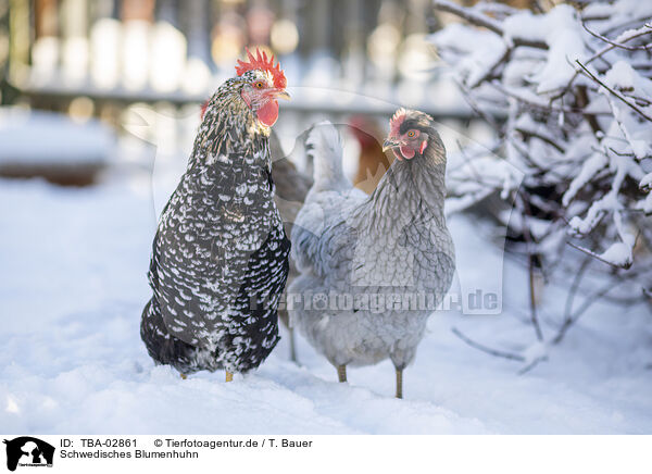 Schwedisches Blumenhuhn / Swedish Flower Hen / TBA-02861