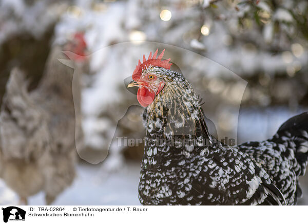 Schwedisches Blumenhuhn / Swedish Flower Hen / TBA-02864
