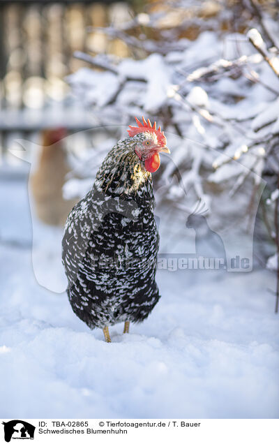 Schwedisches Blumenhuhn / TBA-02865