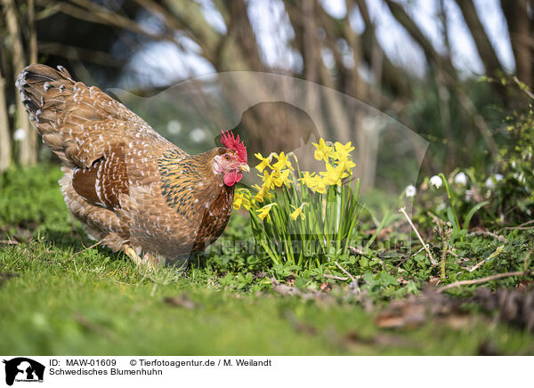 Schwedisches Blumenhuhn / Swedish Flower Hen / MAW-01609