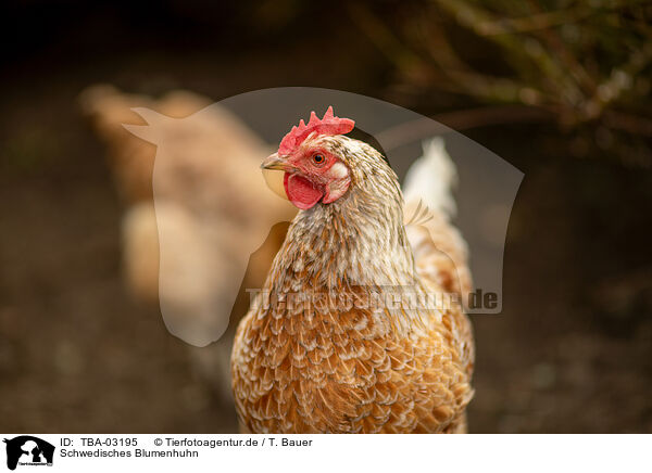 Schwedisches Blumenhuhn / Swedish Flower Chicken / TBA-03195