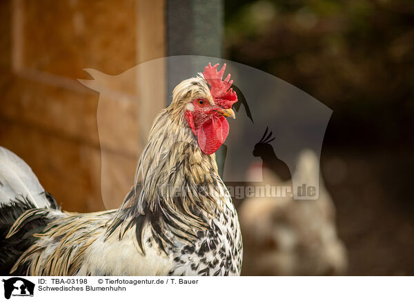 Schwedisches Blumenhuhn / Swedish Flower Chicken / TBA-03198