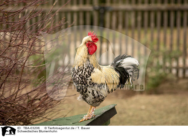 Schwedisches Blumenhuhn / Swedish Flower Chicken / TBA-03206