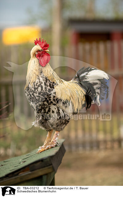 Schwedisches Blumenhuhn / Swedish Flower Chicken / TBA-03212