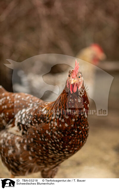 Schwedisches Blumenhuhn / Swedish Flower Chicken / TBA-03218
