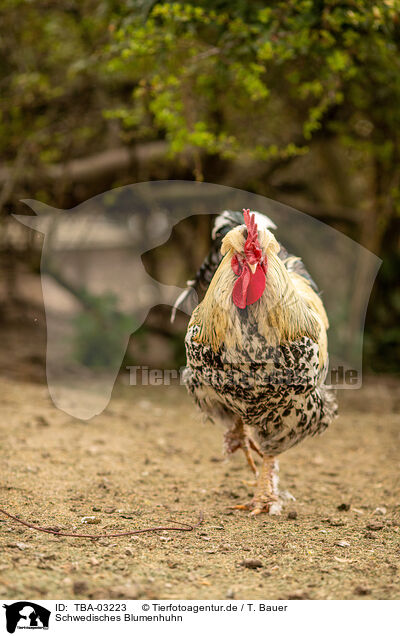 Schwedisches Blumenhuhn / Swedish Flower Chicken / TBA-03223