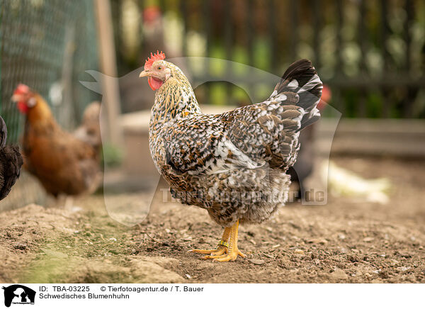 Schwedisches Blumenhuhn / Swedish Flower Chicken / TBA-03225