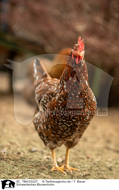 Schwedisches Blumenhuhn / Swedish Flower Chicken / TBA-03227