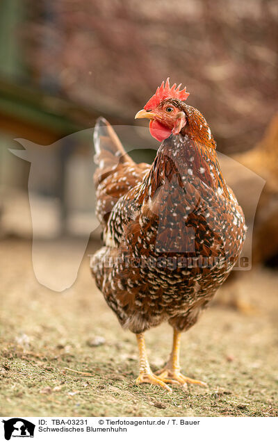 Schwedisches Blumenhuhn / TBA-03231
