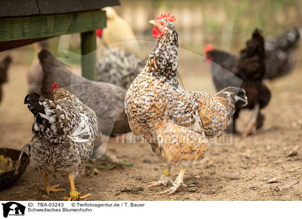 Schwedisches Blumenhuhn / Swedish Flower Chicken / TBA-03243