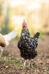 Schwedisches Blumenhuhn