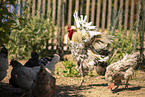 Schwedisches Blumenhuhn