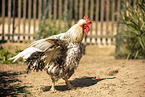 Schwedisches Blumenhuhn