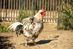 Schwedisches Blumenhuhn