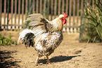 Schwedisches Blumenhuhn