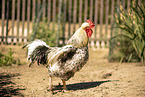 Schwedisches Blumenhuhn